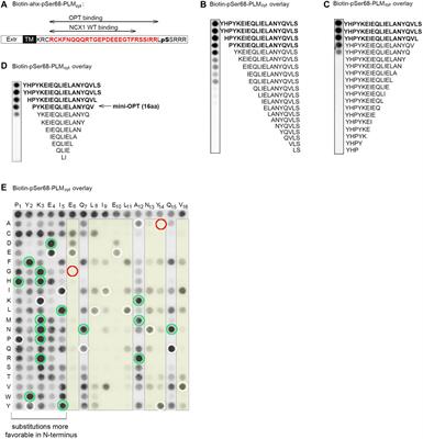 Design of a Proteolytically Stable Sodium-Calcium Exchanger 1 Activator Peptide for In Vivo Studies